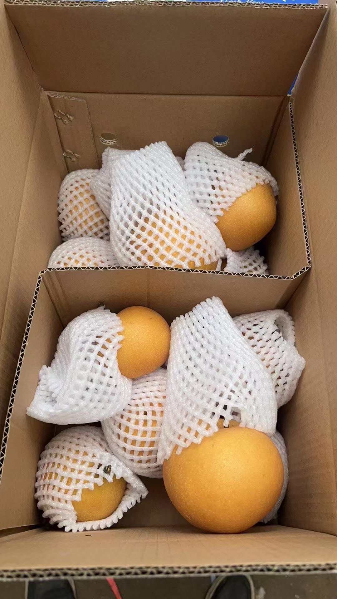 礼盒香梨 礼盒秋月梨 大量现货供应 保质保量