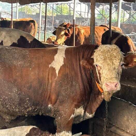 郓城县肉牛
