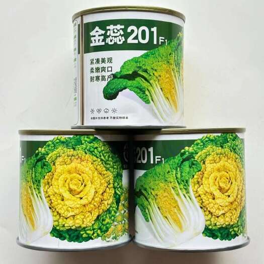 沭阳县黄心乌白菜种子金蕊201黄心乌塌菜种子杂交一代黄心菜种子种子