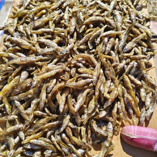 佛山麦穗鱼干 油炸麦穗鱼 嫩子鱼干无粉油炸麦穗无盐批发