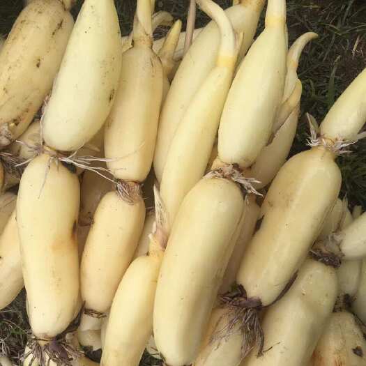 新鲜脆藕 广东海丰县直发 水生蔬菜佳品 供批发零售  可议