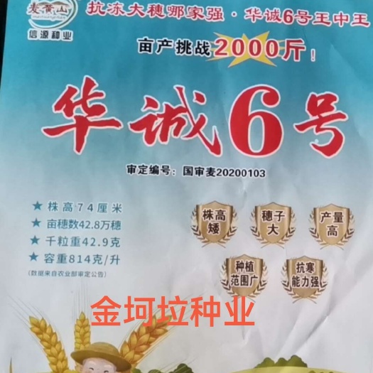 肥城市国审小麦种子华诚6号矮秆大穗产量高抗寒能力强山东厂家直供