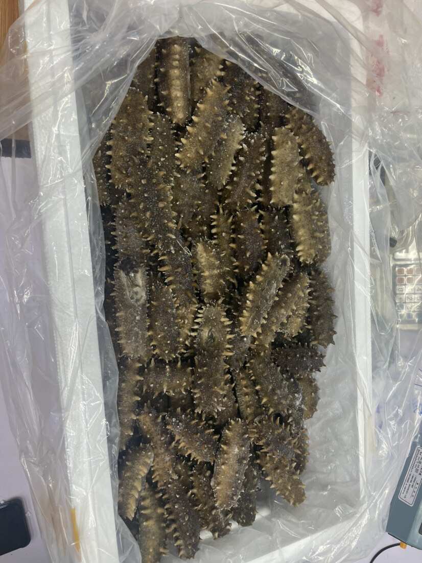 即食海参，纯大连本地货，工厂批发直发！量大优惠，一件也批发
