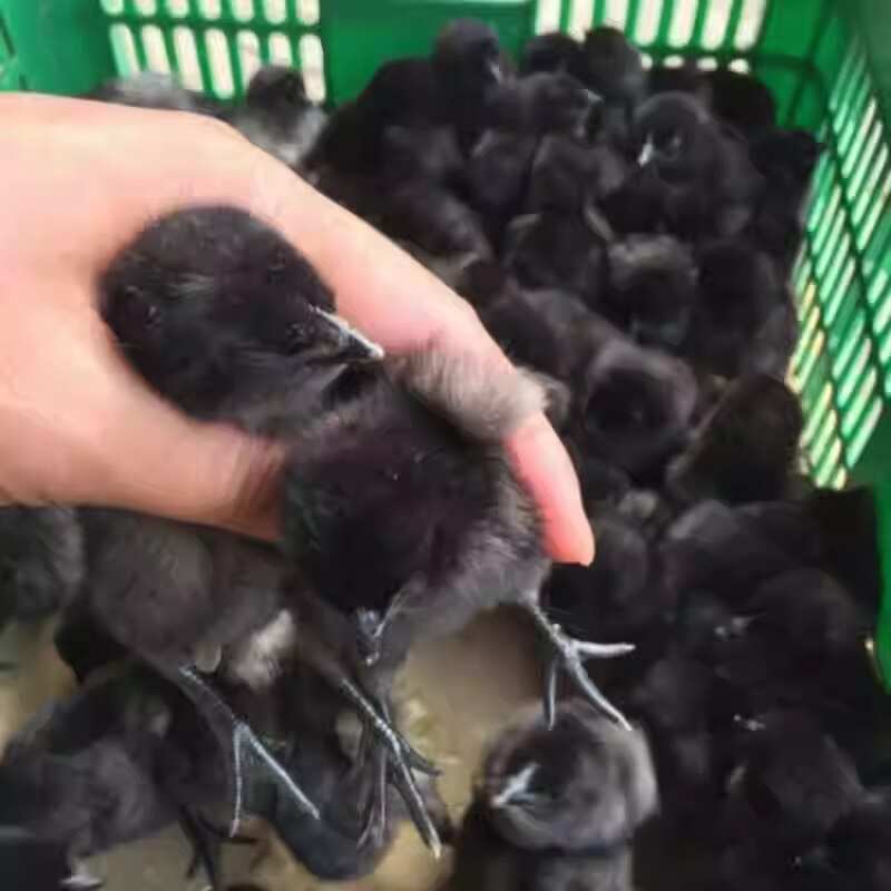 纯种五黑鸡活苗小鸡幼苗乌骨鸡黑鸡活物绿壳土鸡蛋鸡活体活禽专