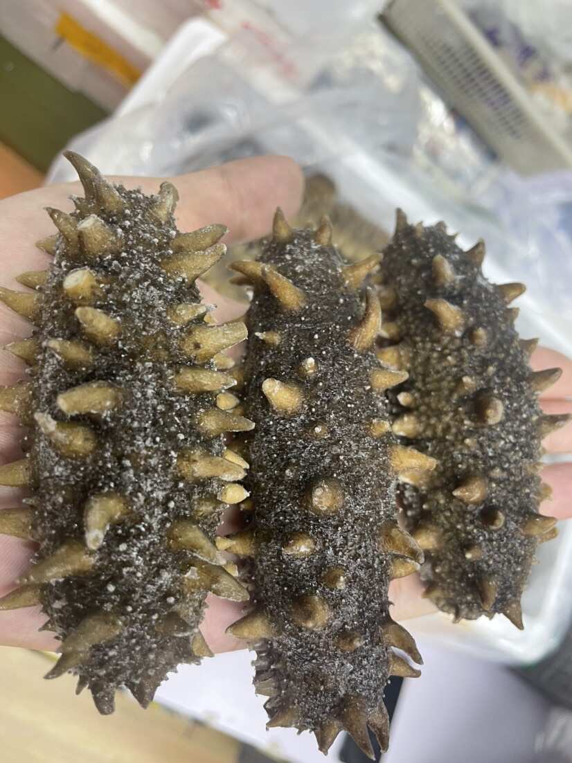 即食海参，纯大连本地货，工厂批发直发！量大优惠，一件也批发