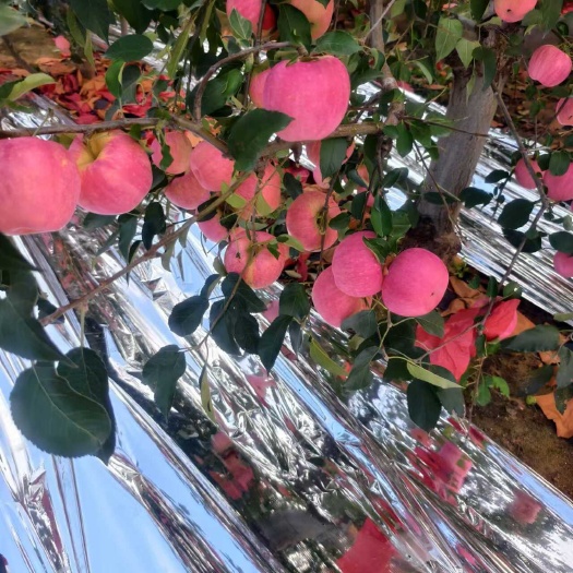 绥中县寒富苹果，全国可发货，