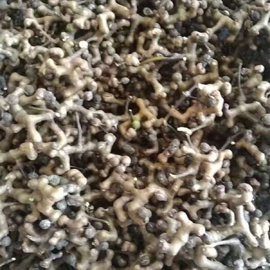 光山县拐枣  万寿果现摘现发  包邮