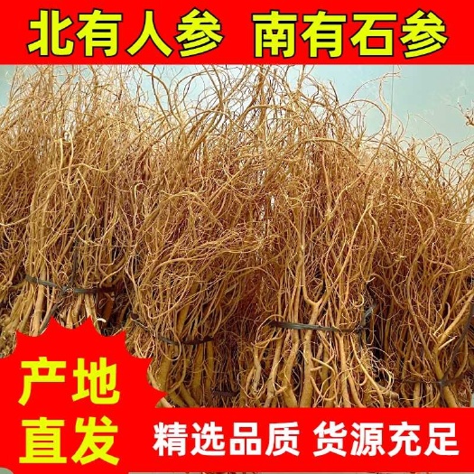 新货足干无硫石参根大量批发