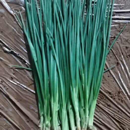 泸西县云南新鲜小葱香葱蔬菜批发绿色生态种植基地直供
