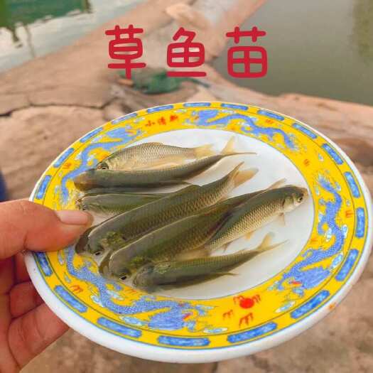 重庆市重庆市发货新鲜草鱼苗批发