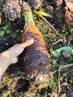 双牌县香芋