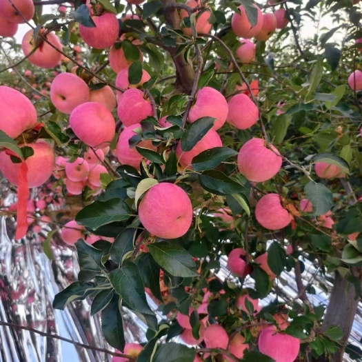 绥中县寒富苹果