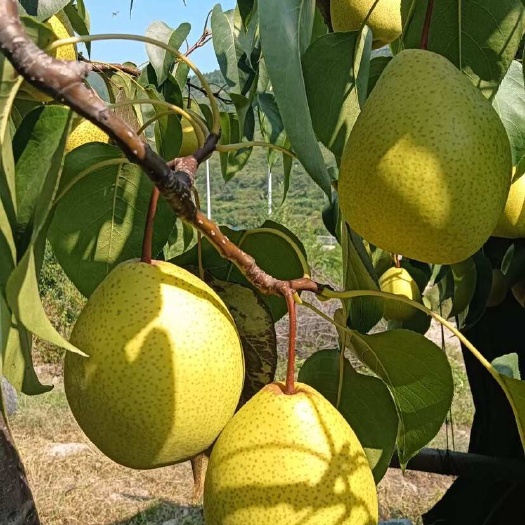 莱芜特产黄金梨