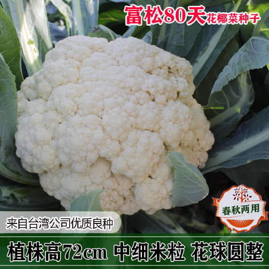 沭阳县一代杂交花椰菜种子 富松65天花椰菜种子 富松80花椰菜种子