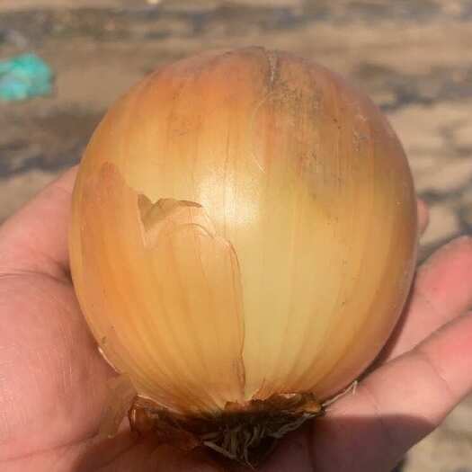 察右后旗精品白洋葱紫洋葱