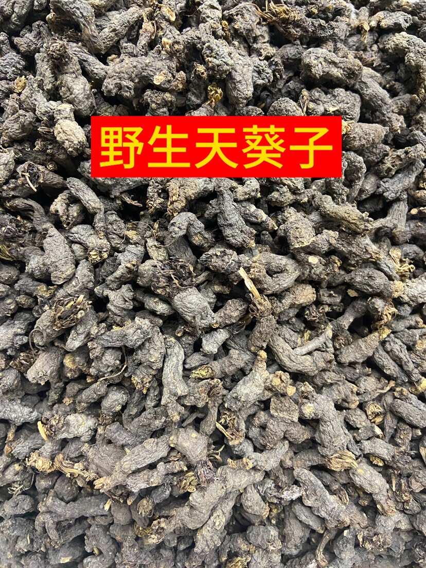 亳州【天葵子】水洗货实物拍摄规格齐全价格优惠量大优惠秒发货