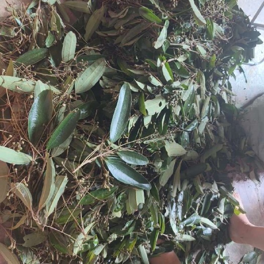 那坡县广西那坡县优质肉桂香料新鲜发货中，欢迎各位老板上门验货收货！