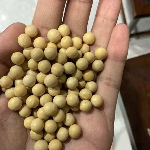 中牟县一等黄大豆粮油作物新鲜供应