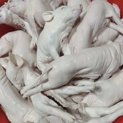 佛山广东佛山南海区广西鲜冻乳猪整头配送上门 全国发货 质量可靠