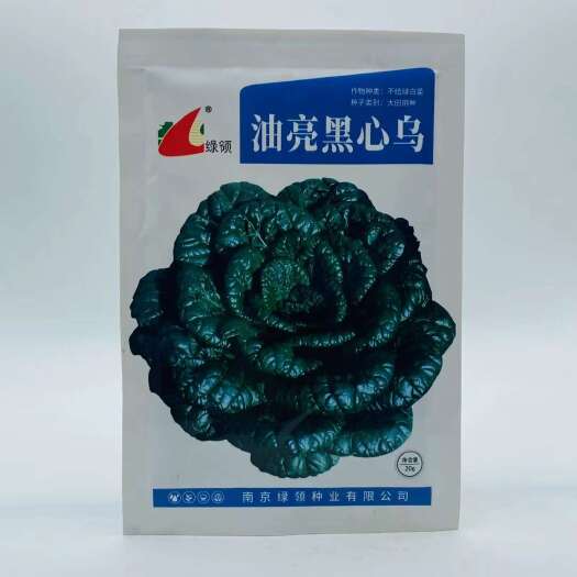 精品乌心菜种子 乌塌菜种子