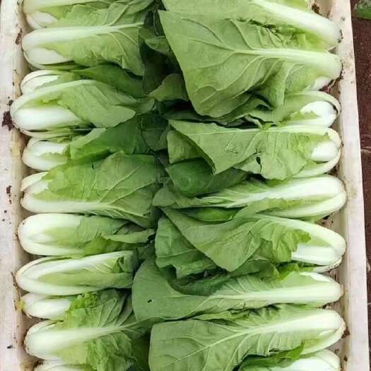 昆明产地蔬菜直发