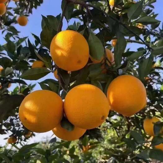 信丰县【代发直发】新鲜江西赣南脐橙甜蜜多汁现摘现发信丰县直供