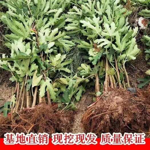 卢氏县无花果树苗  3年苗