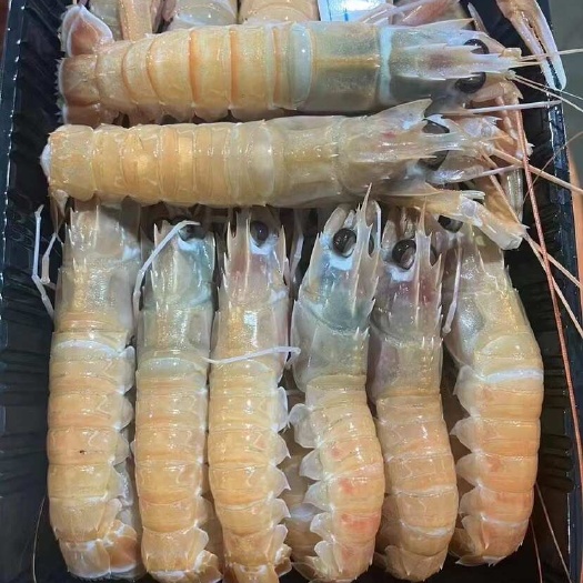 连云港深海国产海鳌虾新鲜活冷冻海捕鳌虾刺身级甜虾海水虾海鲜水产