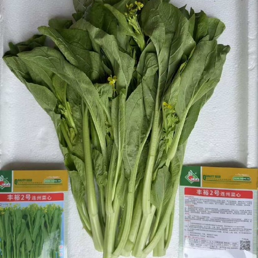 连州市连州菜心 丰裕2号