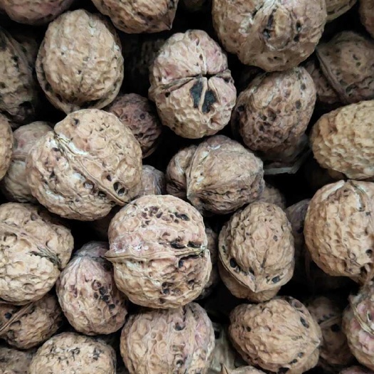 云南漾濞核桃老树核桃大麻子核桃深山核桃薄皮核桃干果新货批发