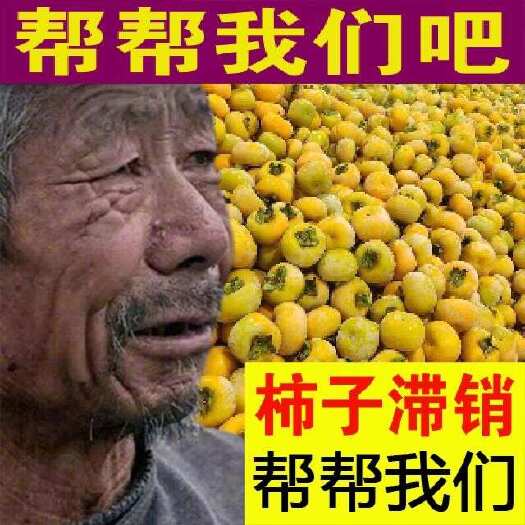恭城县广西恭城柿子 平乐柿子 脆柿 甜柿 斤柿 红柿子 软柿子供应