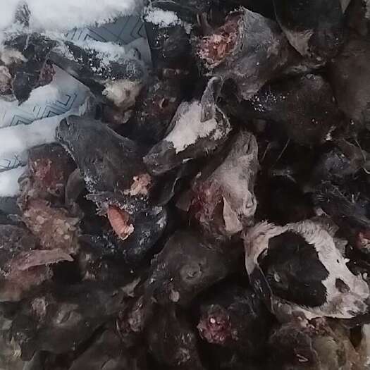 东营黑花头 羔羊头  草羊头 山羊头