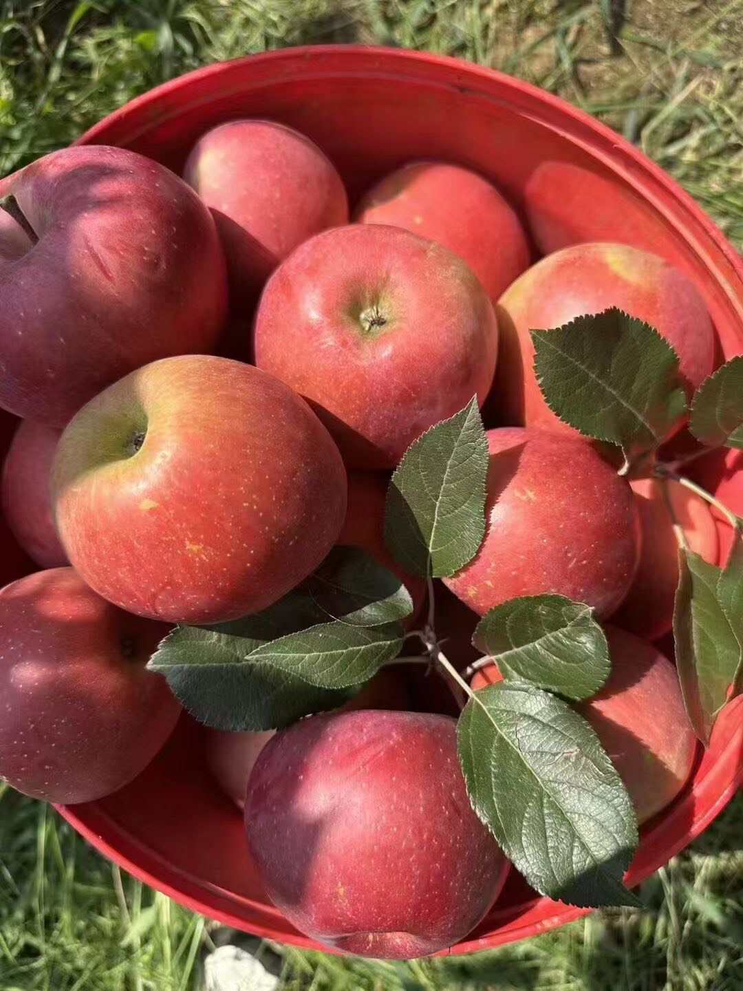 今天你吃苹果了吗？昭通冰糖心苹果口感爆汁甜，