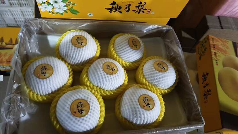 赵县凉风有意 秋月无边--秋天的果实之秋月梨
