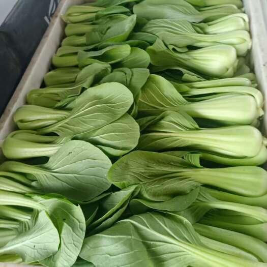 石家庄小油菜