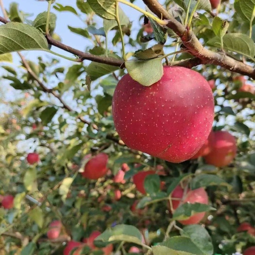 昭通今天你吃苹果了吗？昭通冰糖心苹果口感爆汁甜，