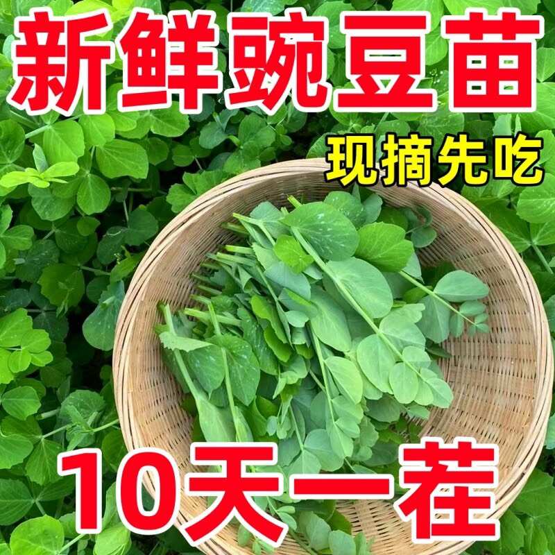 豌豆苗豌豆尖种子豌豆种子春秋季种植芽苗菜种子