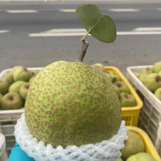 莱阳市山东烟台莱阳梨原产地芦儿港梨园产地直发甜脆可口批发零售