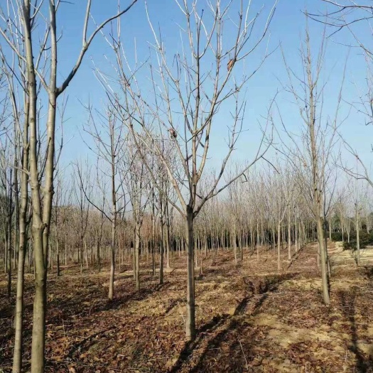 13公分14公分15公分-七叶树基地