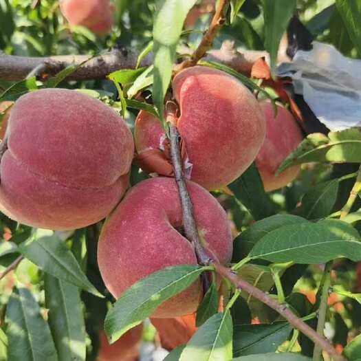 安丘市金秋红蜜桃新鲜采摘山东潍坊安丘直发