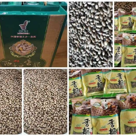 东阳市东阳高山香榧