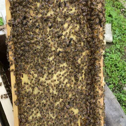 都江堰市草莓授粉蜂