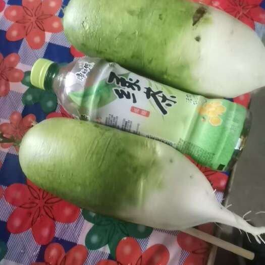 永昌县萝卜大量有货