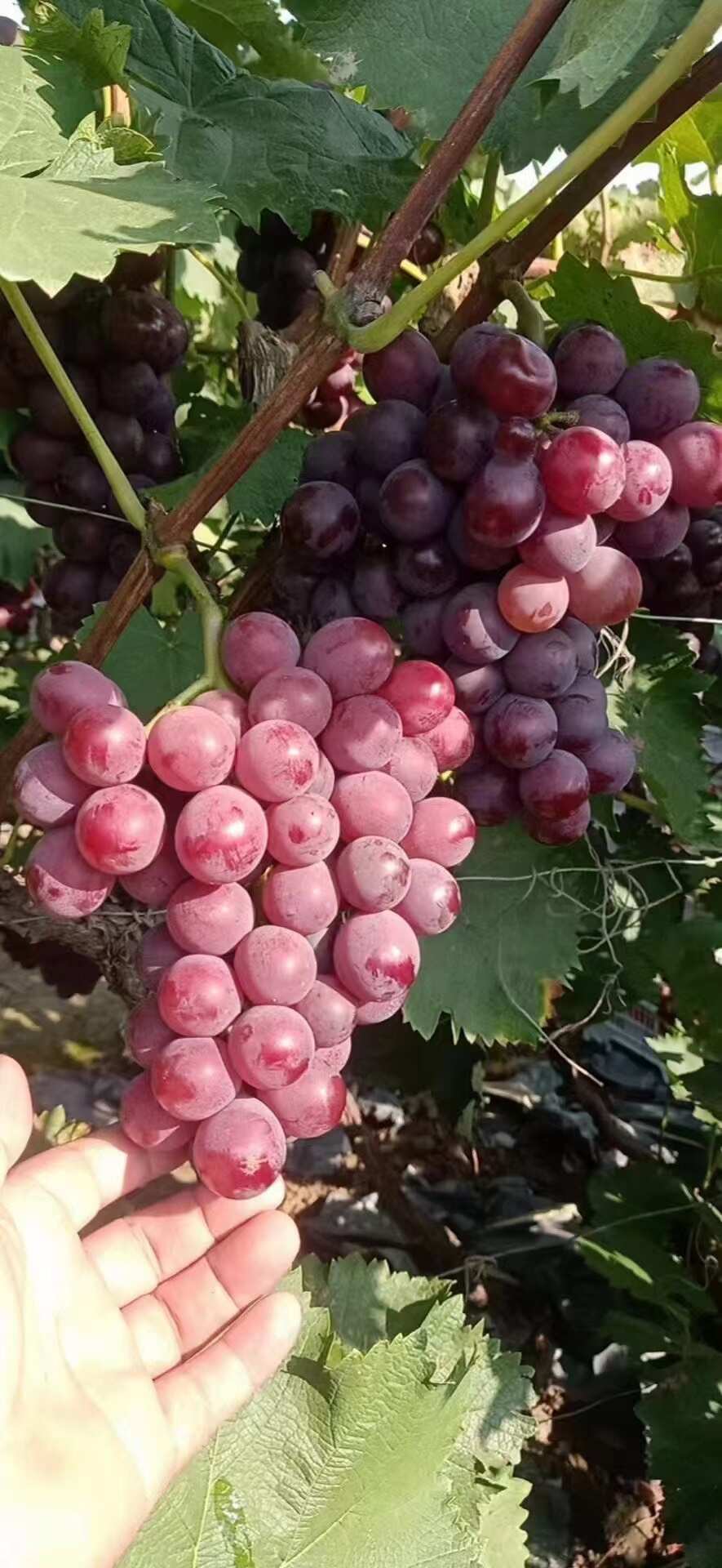 产地巨峰葡萄 大串大粒  糖度高，耐运输