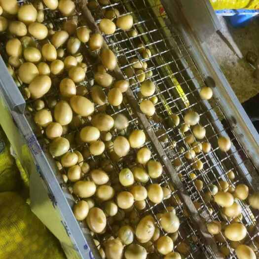 张北县沃土，大西洋，V7，希森，麦肯，大量现货
