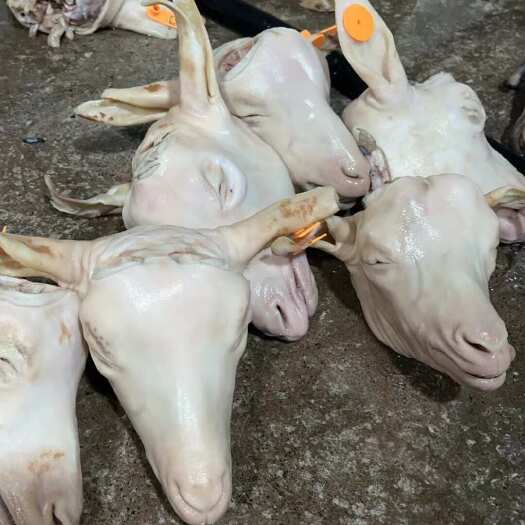 郑州山羊头，小山羊羔子头