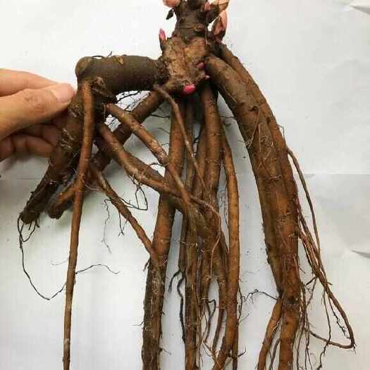 菏泽出售牡丹芍药