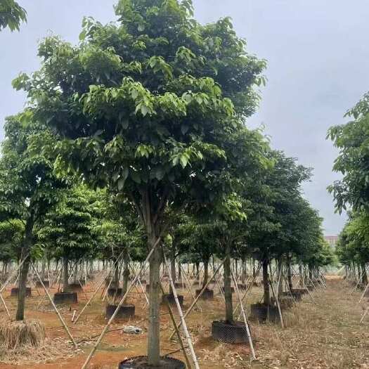 揭阳假萍婆树12～20公分