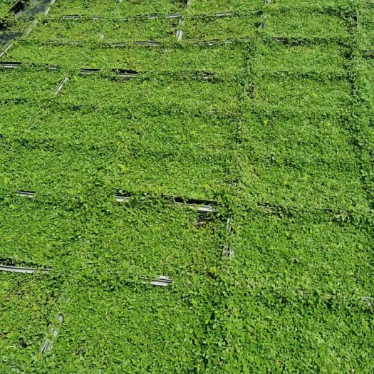 博罗县姬岩垂草地被植物幼苗广东惠州发货支持多种运输方式含技术指导