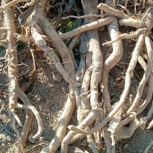 中药材板蓝根，新疆哈密种植，精品干货、鲜货、切片齐全，现采挖